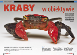 Kraby w obiektywie